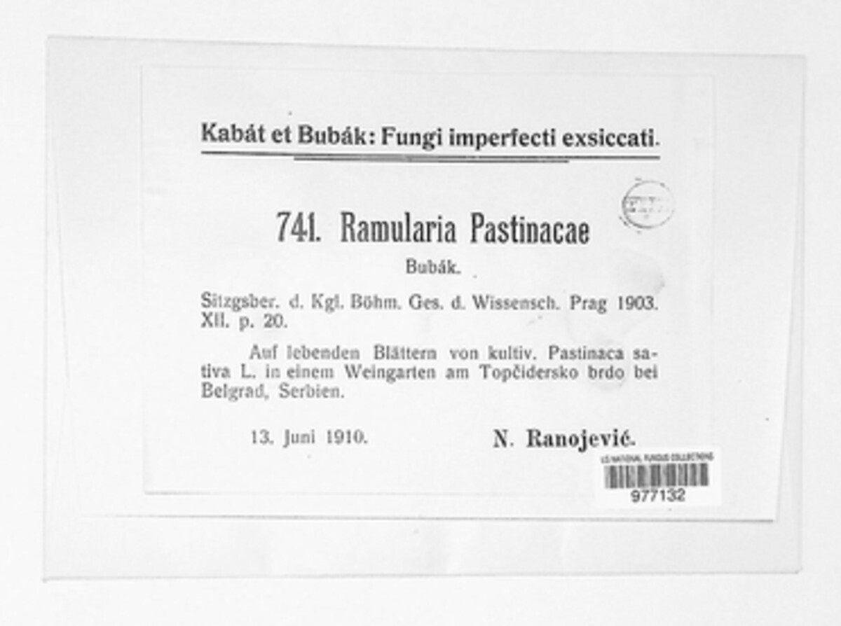 Ramularia pastinacae image